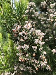 Erica triflora