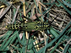 Phymateus viridipes