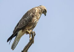 Buteo buteo vulpinus