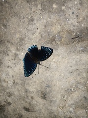 Stibochiona