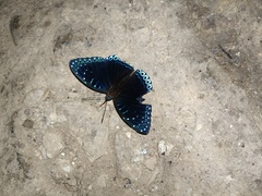 Stibochiona