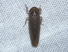 Chlorotettix necopinus