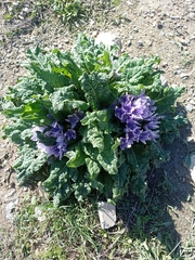 Mandragora autumnalis