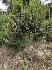 Erica triflora