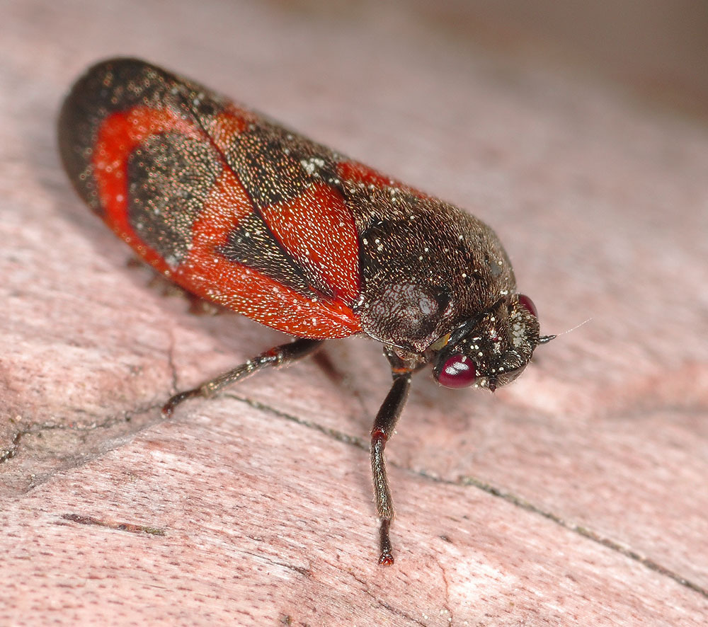 Roodzwarte dennencicade, photo 1 of 10