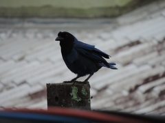 Cyanocorax caeruleus