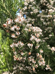 Erica triflora