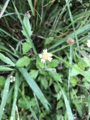 Tridax