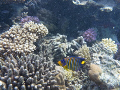 Pygoplites diacanthus