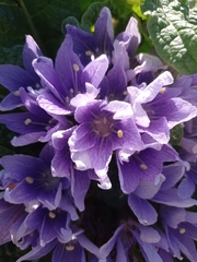 Mandragora autumnalis