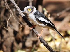 Prionops plumatus poliocephalus