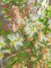 Pithecellobium dulce