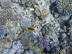Chaetodon fasciatus