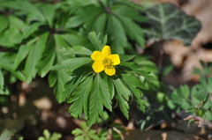Anemonoides ranunculoides