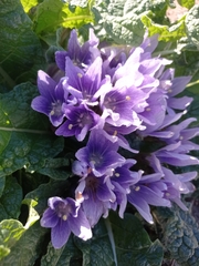 Mandragora autumnalis