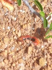 Pithecellobium dulce