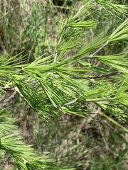Asparagus laricinus