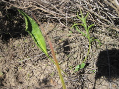 Pelargonium longifolium