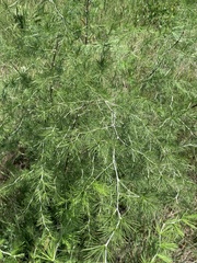 Asparagus laricinus