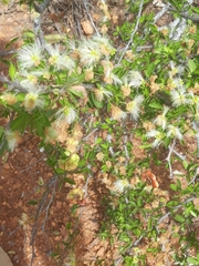 Pithecellobium dulce