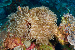 Heteractis magnifica