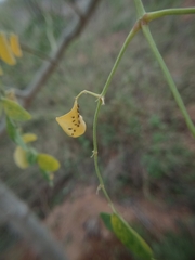 Aphis gossypii