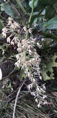 Epidendroideae