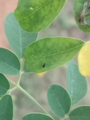 Aphis gossypii