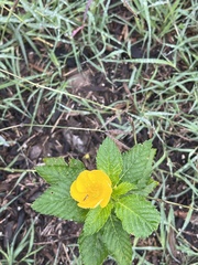 Turnera ulmifolia