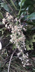 Epidendroideae