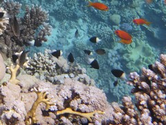 Pycnochromis dimidiatus