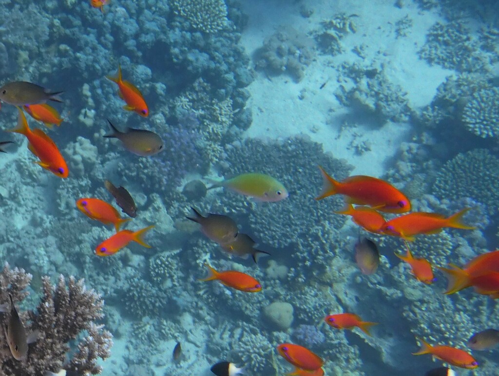 Blue-green damselfish