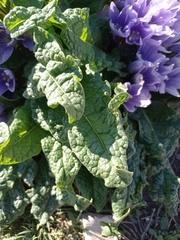 Mandragora autumnalis