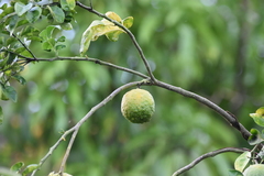 Annona
