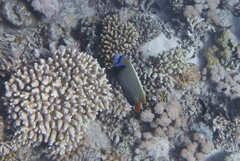 Pomacanthus imperator