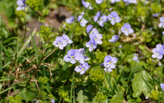 Veronica filiformis