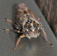 Idiocerus herrichii