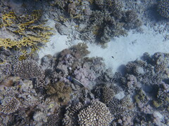 Pomacanthus imperator