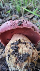 Rubroboletus lupinus