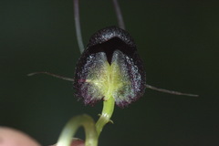 Corybas trilobus