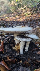 Amanita proxima
