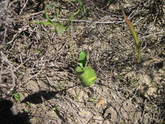 Pelargonium longifolium