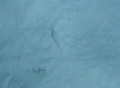 Parapercis hexophtalma