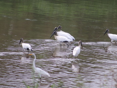 Mycteria americana