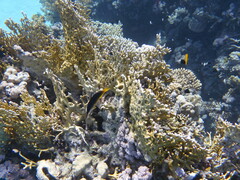 Gomphosus klunzingeri