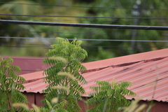 Azadirachta indica