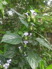 Barleria