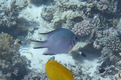 Amblyglyphidodon indicus