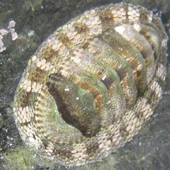 Sypharochiton pelliserpentis