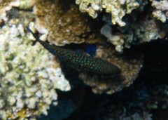 Cephalopholis argus